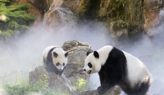 Zoo de Beauval : un heureux événement à venir chez les pandas