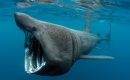Un requin pèlerin filmé au large des côtes entre Collioure et Argelès-sur-Mer