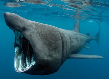 Un requin pèlerin filmé au large des côtes entre Collioure et Argelès-sur-Mer